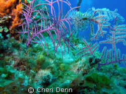 Taken with an Olympus SP350 at a Nekton Pilot divesite kn... by Cheri Denn 
